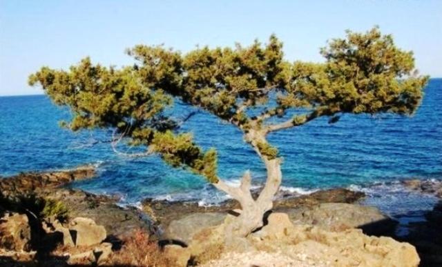 Tanca Della Torre Trilocale Vista Mare Lägenhet Isola Rossa Exteriör bild
